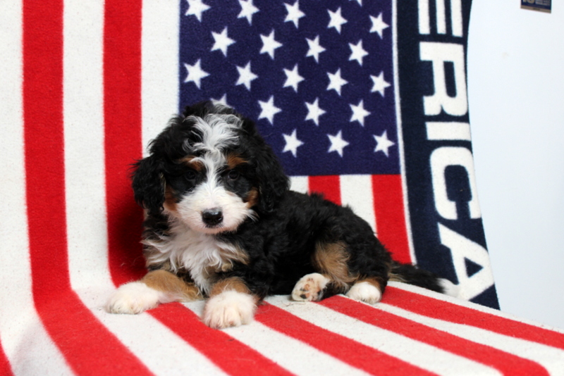 puppy, for, sale, Mini Bernedoodle, Matthew B. Stoltzfus, dog, breeder, Gap, PA, dog-breeder, puppy-for-sale, forsale, nearby, find, puppyfind, locator, puppylocator, aca